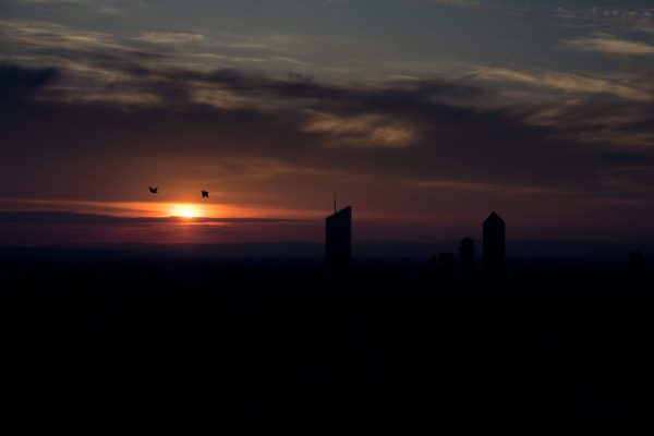 aurore-jardin-des-curiosites
