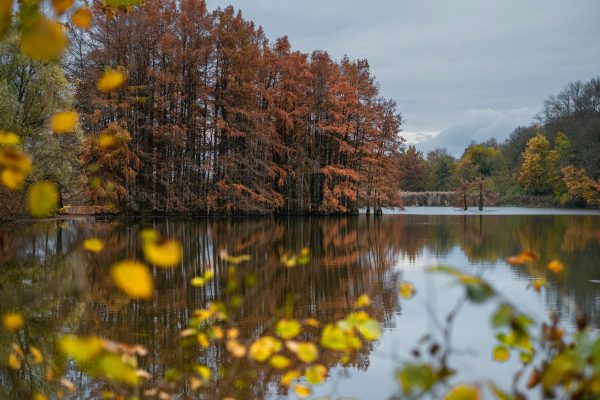 cypres-chauves-rouge-isere