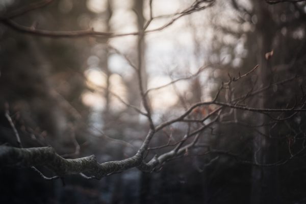 flousentimental-freelensing-md