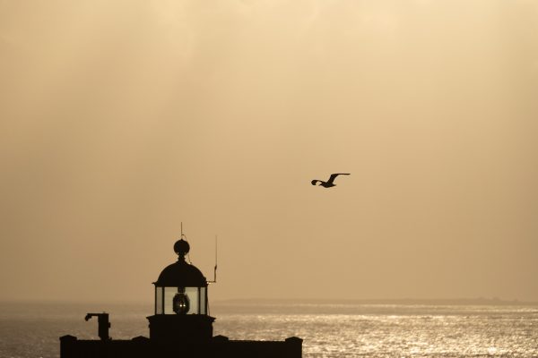 kermorvan-sunset-bird