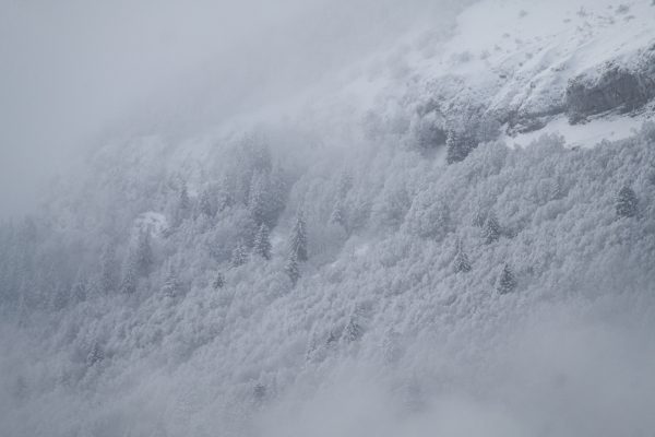 la-pinea-janvier-2021